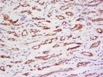 PRAM1 Antibody in Immunohistochemistry (Paraffin) (IHC (P))
