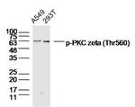Phospho-PKC zeta (Thr560) Antibody in Western Blot (WB)