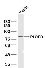 PLOD3 Antibody in Western Blot (WB)