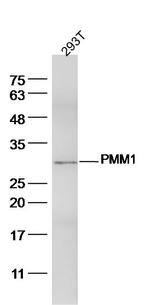 PMM1 Antibody in Western Blot (WB)
