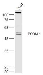 PODNL1 Antibody in Western Blot (WB)