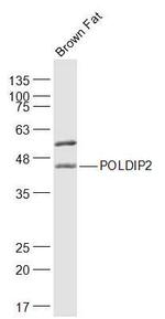 POLDIP2 Antibody in Western Blot (WB)