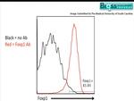 FoxP1 Antibody in Flow Cytometry (Flow)