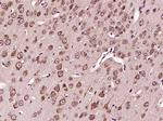 VPS33B Antibody in Immunohistochemistry (Paraffin) (IHC (P))