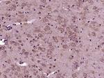 VPS45A Antibody in Immunohistochemistry (Paraffin) (IHC (P))