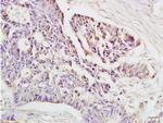 HLA E Antibody in Immunohistochemistry (Paraffin) (IHC (P))
