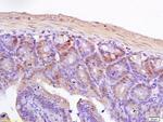 TCF7L2 Antibody in Immunohistochemistry (Paraffin) (IHC (P))