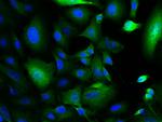XIAP/BIRC4 Antibody in Immunocytochemistry (ICC/IF)