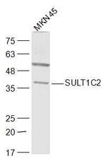 SULT1C2 Antibody in Western Blot (WB)