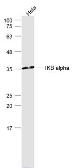 NFKBIA/IKB alpha Antibody in Western Blot (WB)
