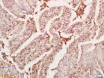 GDF8/MSTN Antibody in Immunohistochemistry (Paraffin) (IHC (P))