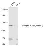 Phospho-c-Abl (Ser569) Antibody in Western Blot (WB)