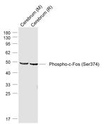Phospho-c-Fos (Ser374) Antibody in Western Blot (WB)