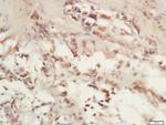 COX6c/Cytochrome C Oxidase subunit VIc Antibody in Immunohistochemistry (Paraffin) (IHC (P))