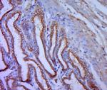 COX6c/Cytochrome C Oxidase subunit VIc Antibody in Immunohistochemistry (Paraffin) (IHC (P))