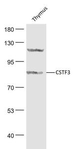 CSTF3/CSTF77 Antibody in Western Blot (WB)