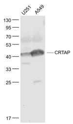CRTAP Antibody in Western Blot (WB)