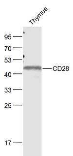 CD28 Antibody in Western Blot (WB)