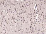 Parvalbumin Antibody in Immunohistochemistry (Paraffin) (IHC (P))