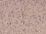 Parvalbumin Antibody in Immunohistochemistry (Paraffin) (IHC (P))