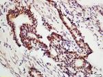 DNA Polymerase gamma Antibody in Immunohistochemistry (Paraffin) (IHC (P))