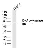 DNA polymerase mu Antibody in Western Blot (WB)