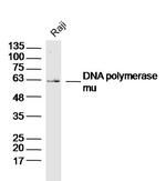 DNA polymerase mu Antibody in Western Blot (WB)