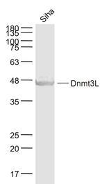 Dnmt3L Antibody in Western Blot (WB)