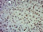 eEF1A1+2 Antibody in Immunohistochemistry (Paraffin) (IHC (P))