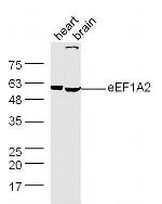 eEF1A1+2 Antibody in Western Blot (WB)