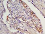 CCR7/CD197 Antibody in Immunohistochemistry (Paraffin) (IHC (P))