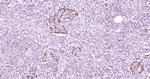 ENT1/SLC29A1 Antibody in Immunohistochemistry (Paraffin) (IHC (P))
