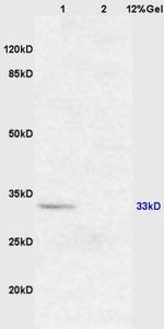 XAF1 Antibody in Western Blot (WB)