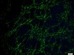 ETL/ELTD1 Antibody in Immunohistochemistry (Paraffin) (IHC (P))