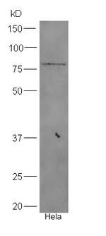 IGF2BP3 Antibody in Western Blot (WB)