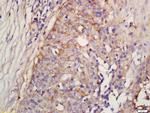 Factor D/Adipsin Antibody in Immunohistochemistry (Paraffin) (IHC (P))