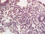 Oxytocin R Antibody in Immunohistochemistry (Paraffin) (IHC (P))