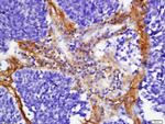 FHOD1 Antibody in Immunohistochemistry (Paraffin) (IHC (P))