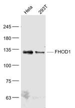 FHOD1 Antibody in Western Blot (WB)