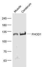 FHOD1 Antibody in Western Blot (WB)