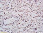 Reticulon 4 Antibody in Immunohistochemistry (Paraffin) (IHC (P))