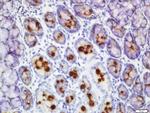 FCGBP Antibody in Immunohistochemistry (Paraffin) (IHC (P))