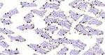 FCGBP Antibody in Immunohistochemistry (Paraffin) (IHC (P))