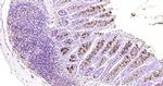 FCGBP Antibody in Immunohistochemistry (Paraffin) (IHC (P))
