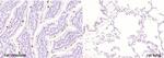 FCGBP Antibody in Immunohistochemistry (Paraffin) (IHC (P))