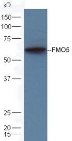 FMO5 Antibody in Western Blot (WB)