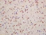 Phospho-FMRP (Ser500) Antibody in Immunohistochemistry (Paraffin) (IHC (P))