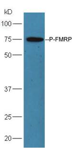 Phospho-FMRP (Ser500) Antibody in Western Blot (WB)