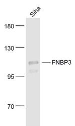 FNBP3 Antibody in Western Blot (WB)