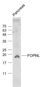 FOPNL/C16orf63 Antibody in Western Blot (WB)